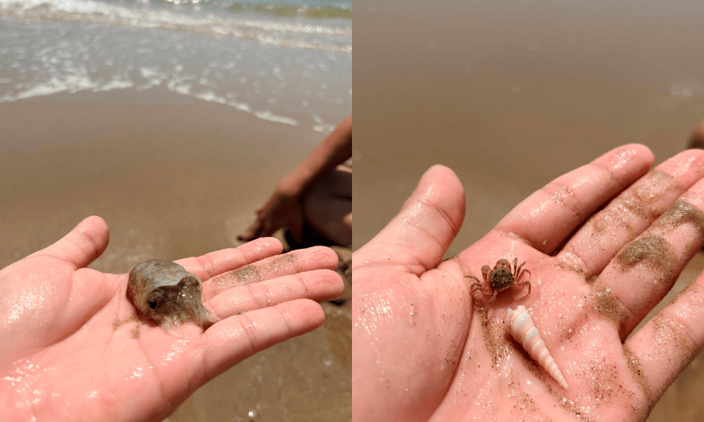 Biển Vũng Tàu 2026 – Bãi Sau