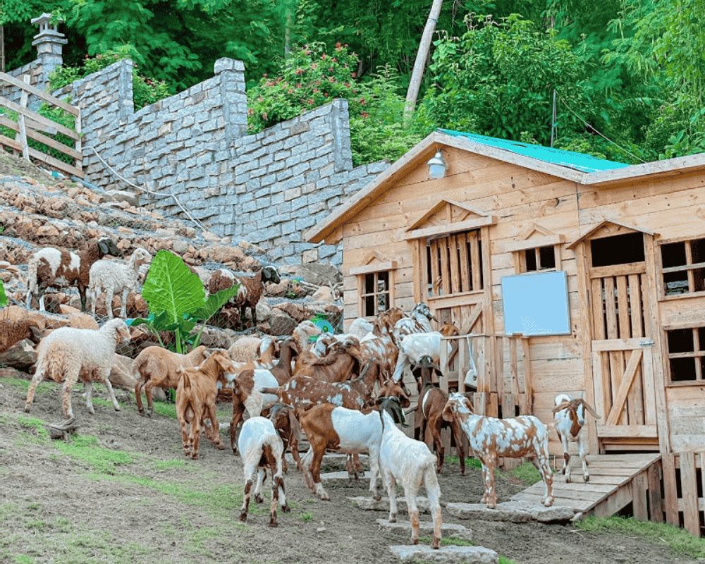 Ulala Farm Vũng Tàu – Nông trại sống ảo view biển cực chill